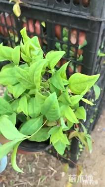 高度20厘米粉黛乱子草