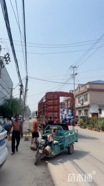 高度40厘米马鞭草