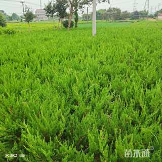 高度50厘米龙柏