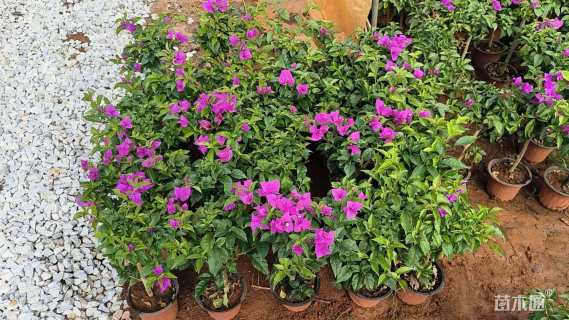 高度50厘米三角梅