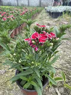 高度25厘米常夏石竹