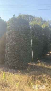 高度400厘米桂花柱