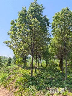 30公分丛生香樟