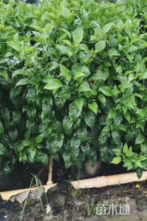 高度100厘米大红花