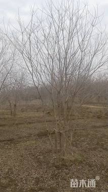 40公分(3杆)丛生乌桕