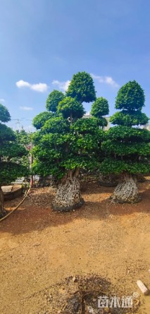 50公分造型小叶榕