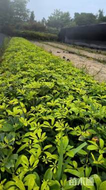 高度30厘米鸭脚木