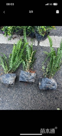 高度25厘米肾蕨