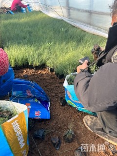 高度10厘米粉黛乱子草