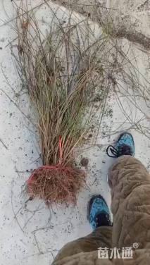 高度60厘米迎春花