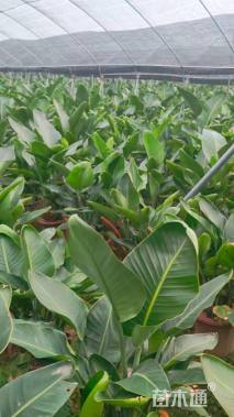 高度100厘米鹤望兰