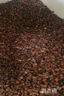 黄菖蒲种子黄菖蒲种子