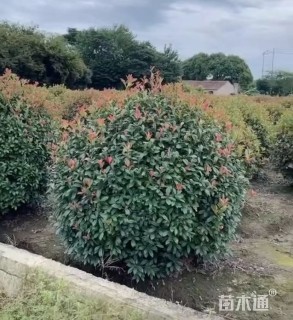 冠幅200厘米红叶石楠球