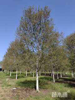 22公分美国红枫-红点