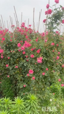 100厘米藤本欧月