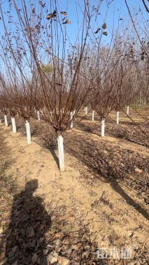 高度200厘米红叶榆叶梅