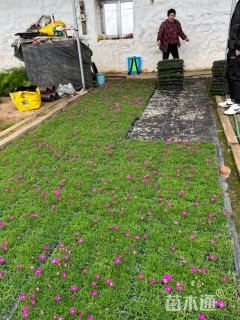 高度3厘米欧石竹