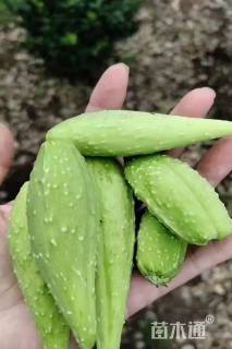 冠幅120厘米卫矛球