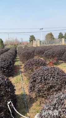 高度120厘米红花继木