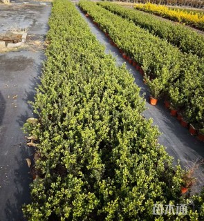 高度20厘米完美冬青
