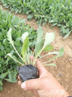 高度15厘米宿根天人菊