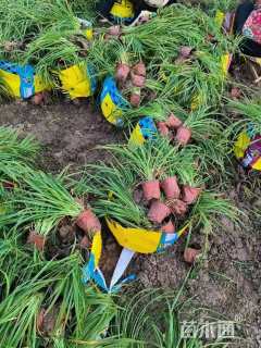 高度50厘米大花萱草