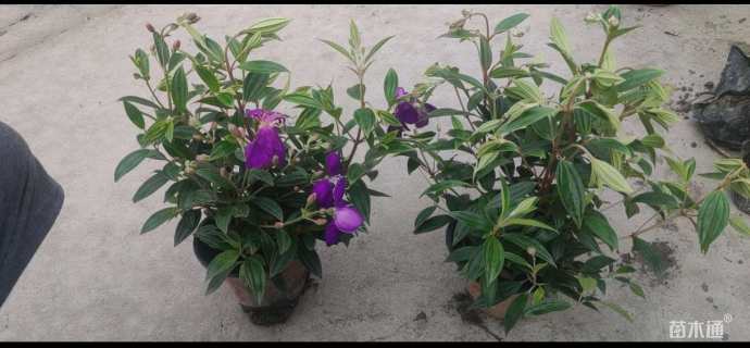 高度20厘米紫牡丹