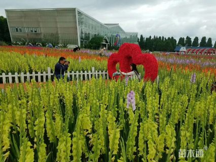 高度50厘米唐菖蒲