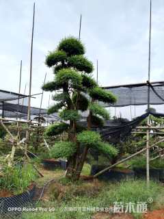 20公分造型红花继木桩