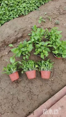 高度15厘米松果菊