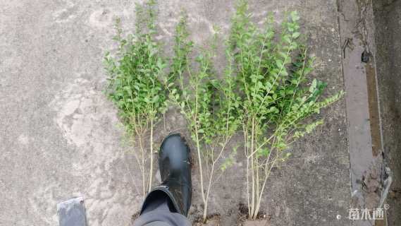 高度50厘米水蜡