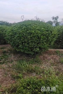 冠幅100厘米大叶黄杨球