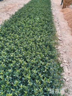 高度25厘米小叶栀子