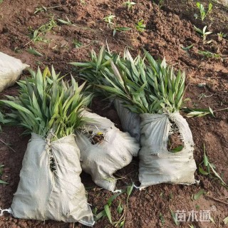 高度30厘米翠芦莉