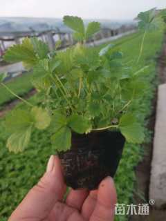 高度15厘米蛇莓