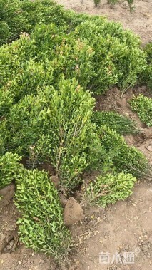 高度400厘米小叶黄杨