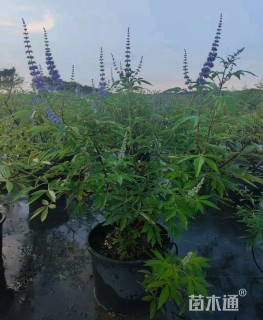 高度180厘米穗花牡荆