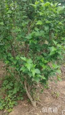 高度2.0厘米木槿