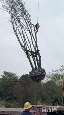 70公分多杆朴树