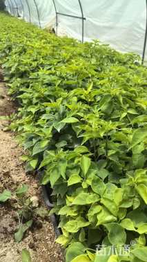 高度30厘米三角梅