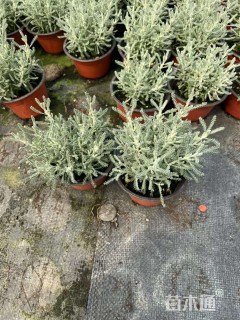 高度15厘米银香菊