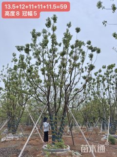 60公分(6杆)丛生香樟