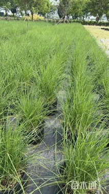 高度30厘米细叶芒