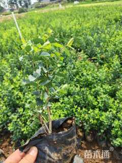 高度40厘米忍冬