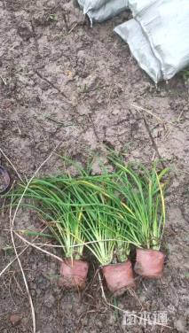 高度30厘米鸢尾