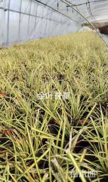 高度10厘米金叶苔草