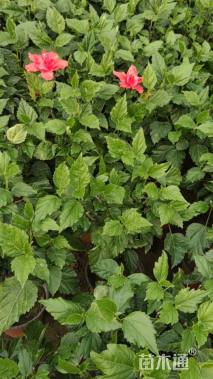 高度35厘米扶桑