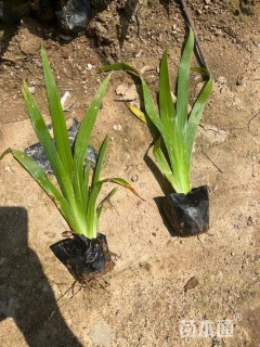 高度25厘米蓝花鸢尾