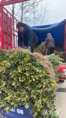 高度50厘米黄杨