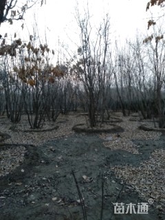 高度7厘米丛生蒙古栎